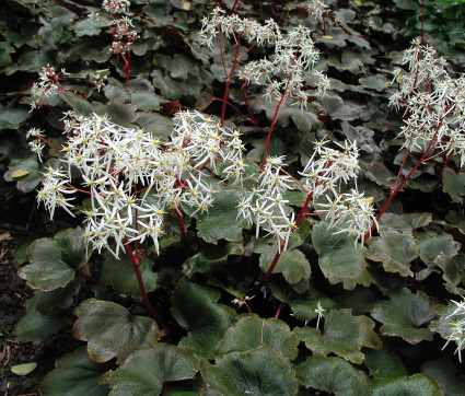 Saxifraga cortusifolia var. fortunei 'Rubrifolia'