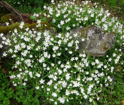 Stellaria holostea