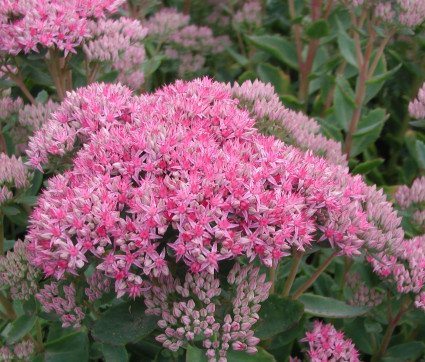 Sedum spectabile 'Carl' 