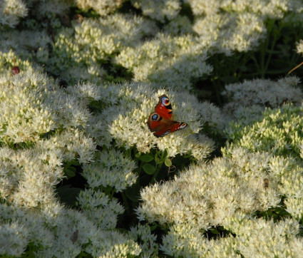 Sedum spectabile 'Iceberg'