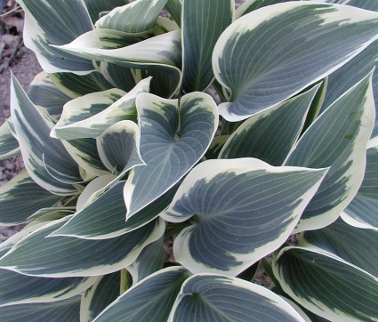 Hosta Hybride 'El Nino'