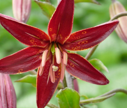 Lilium Martagon-Hybride 'Claude Shride'