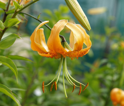 Lilium henry