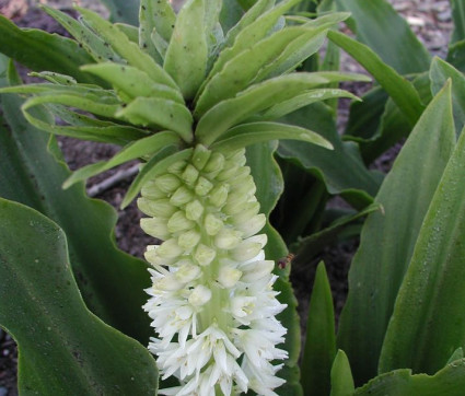 Eucomis bicolor