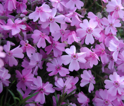 Phlox subulata 'Ronsdorfer Schöne'