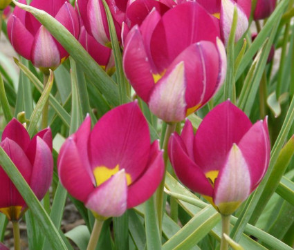 Tulipa humilis 'Persian Pearl'