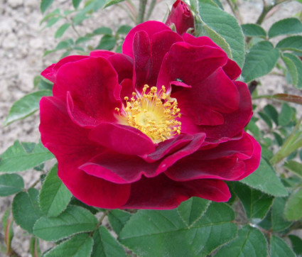 Rosa 'Tuscany'