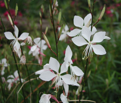 Gaura lindheimeri 'Whirling Butterflies'