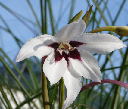 Gladiolus murielae