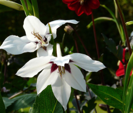 Gladiolus murielae