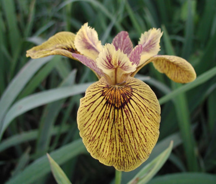 Iris pseudacorus 'Berlin Tiger'