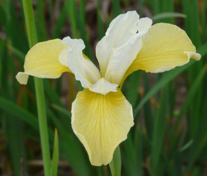 Iris sibirica 'Butter an Sugar'
