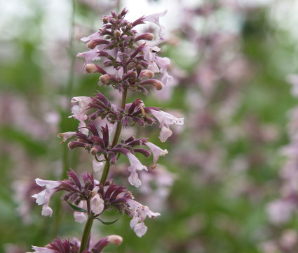 Nepeta grandiflora 'Dawn to Dusk'