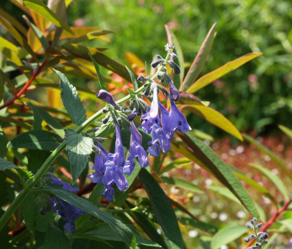 Nepeta sibirica 'Souvenir d'André Chaudron'