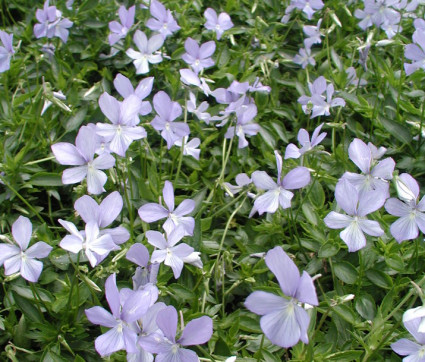 Viola cornuta 'Boughton Blue'
