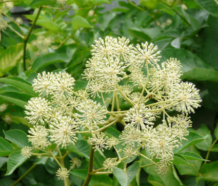 Aralia californica