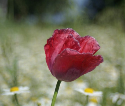 Schlafmohn