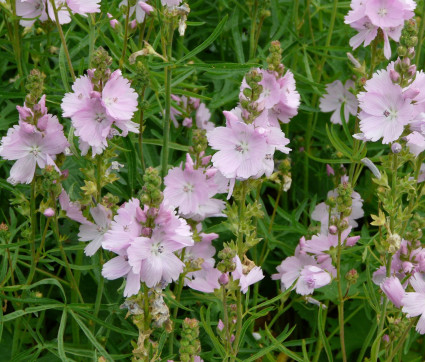 Sidalcea malvieflora 'Elsie Heugh'