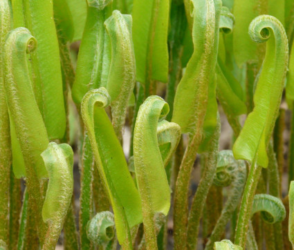 Phyllitis scolopendrium