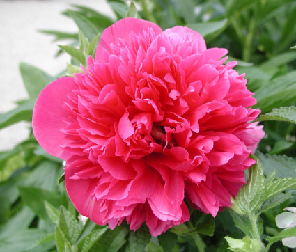  Paeonia officinalis 'Rubra Plena' 