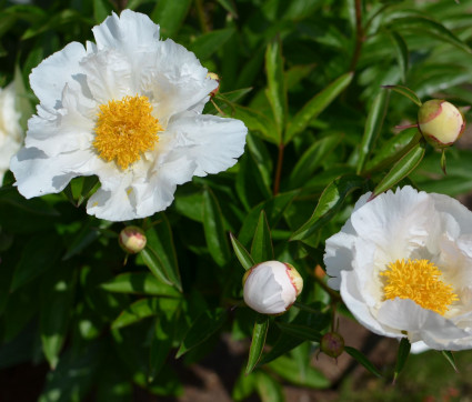 Paeonia lactiflora 'Krinkled White'