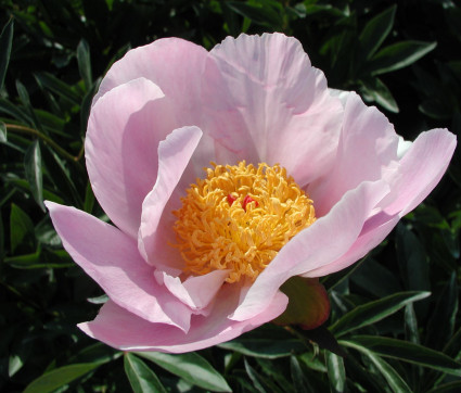 Paeonia lactiflora 'Nymphe'