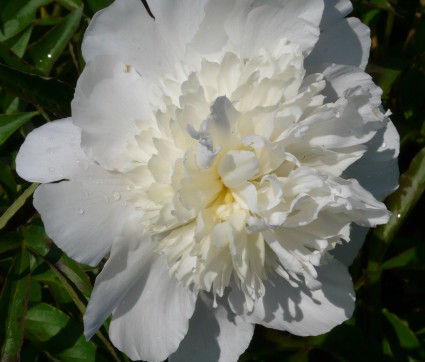 Paeonia lactiflora 'Primevere'