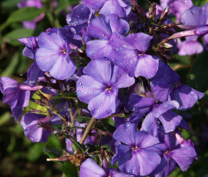 Phlox paniculata 'Blue Paradise'