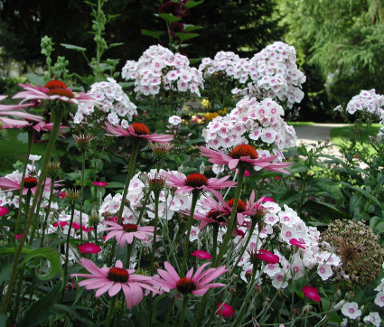 Phlox mit Echinacea