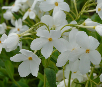 Phlox stolonifera 'Alba' 