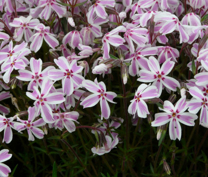 Phlox subulata 'Candy Stripes'