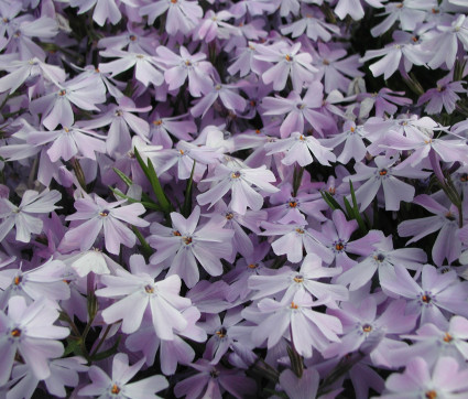 Phlox subulata 'Emerald Cushion Blue'