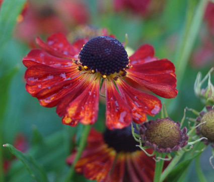 Helenium Hybride 'Rubinzwerg'