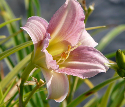 Hemerocallis Hybride 'Catherine Woodberry'