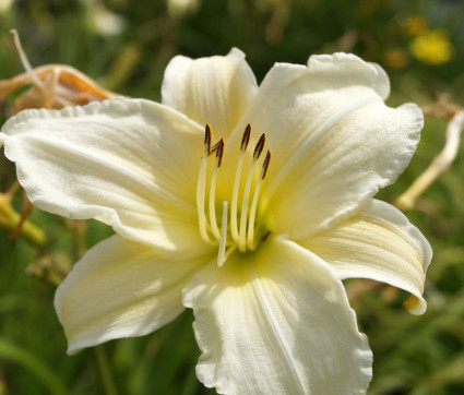 Hemerocallis Hybride 'Dad's Best White'