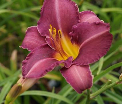 Hemerocallis Hybride 'Olive Bailey Langdon'