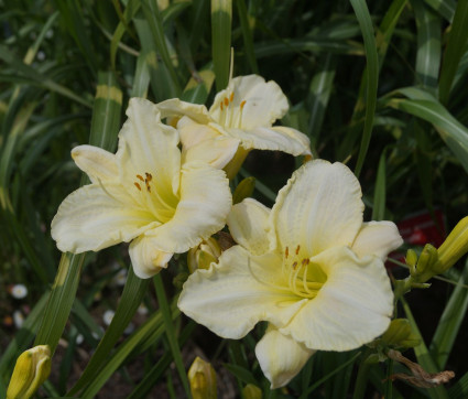 Hemerocallis Hybride 'White Temptation'