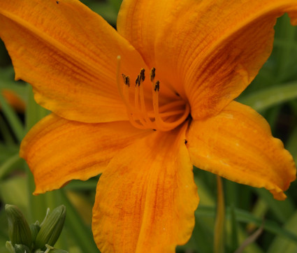 Hemerocallis Hybride 'Burning Daylight'