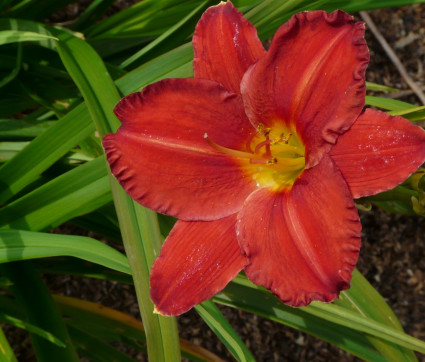 Hemerocallis Hybride 'Chicago Apache'