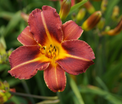 Hemerocallis Hybride 'Pfennigparade'