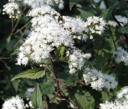 Eupatorium rugosum 'Chocolate'