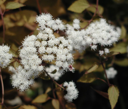 Eupatorium rugosum 'Chocolate'