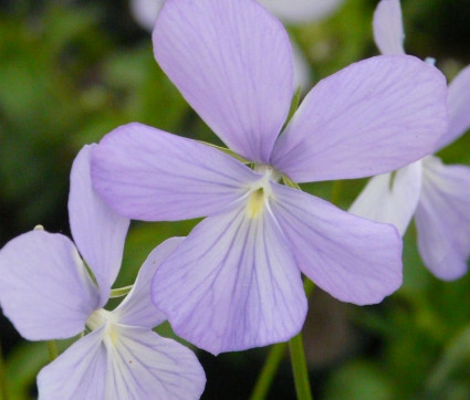 Viola cornuta 'Boughton Blue'
