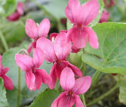 Viola odorata 'Coeur d'Alsace'