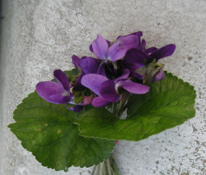 Viola odorata 'Donau'