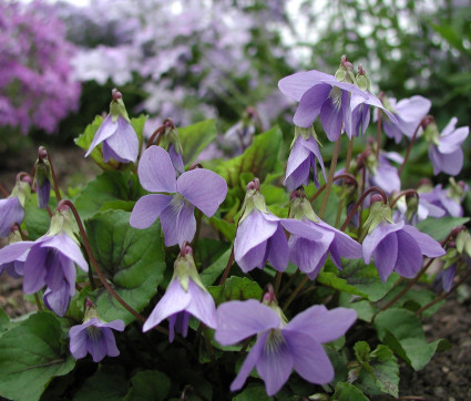 Viola sororia 'Blue Diamond'