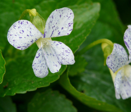 Viola sororia 'Freckles'
