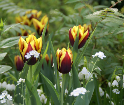 Tulipa 'Gavota' mit Brunnera macrophylla 'Betty Bowring'