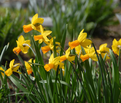 Narcissus ‘Jetfire’