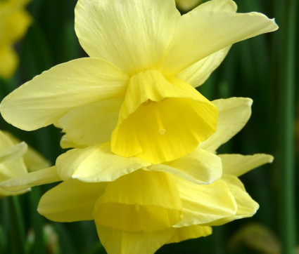 Narcissus ‘Stint’